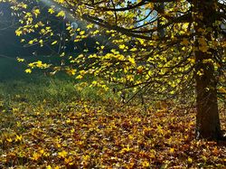 Illustration de la galerie