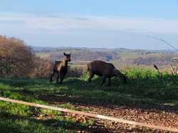 Illustration de la galerie